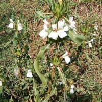 Hygrophila auriculata (Schumach.) Heine